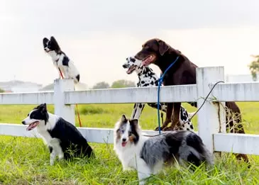 Daycare